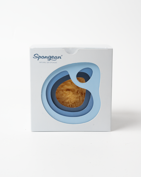 Natural Sea Sponge in Box