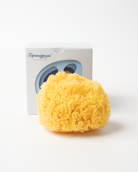 Natural Sea Sponge in Box