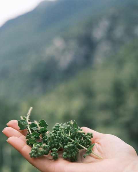Othrys Farms | Oregano Herb