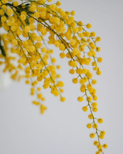 Gazia "Γαζία" Body Oil "Silica Free"