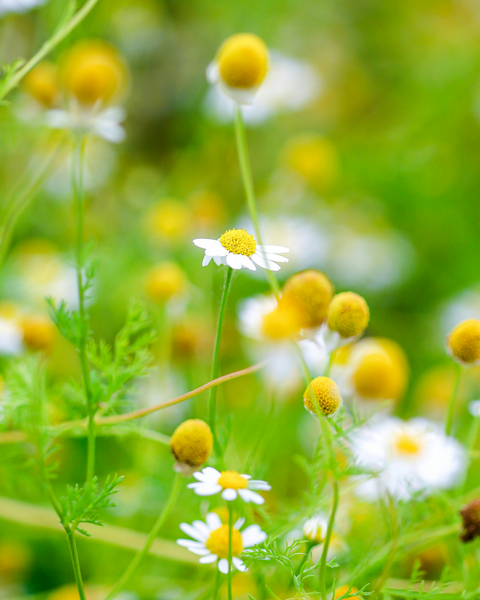 Othrys Farms | Chamomile